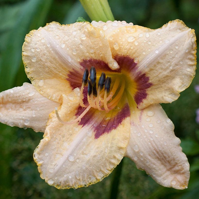 Hemerocallis Gay Cravat - Daylily (Flowering)