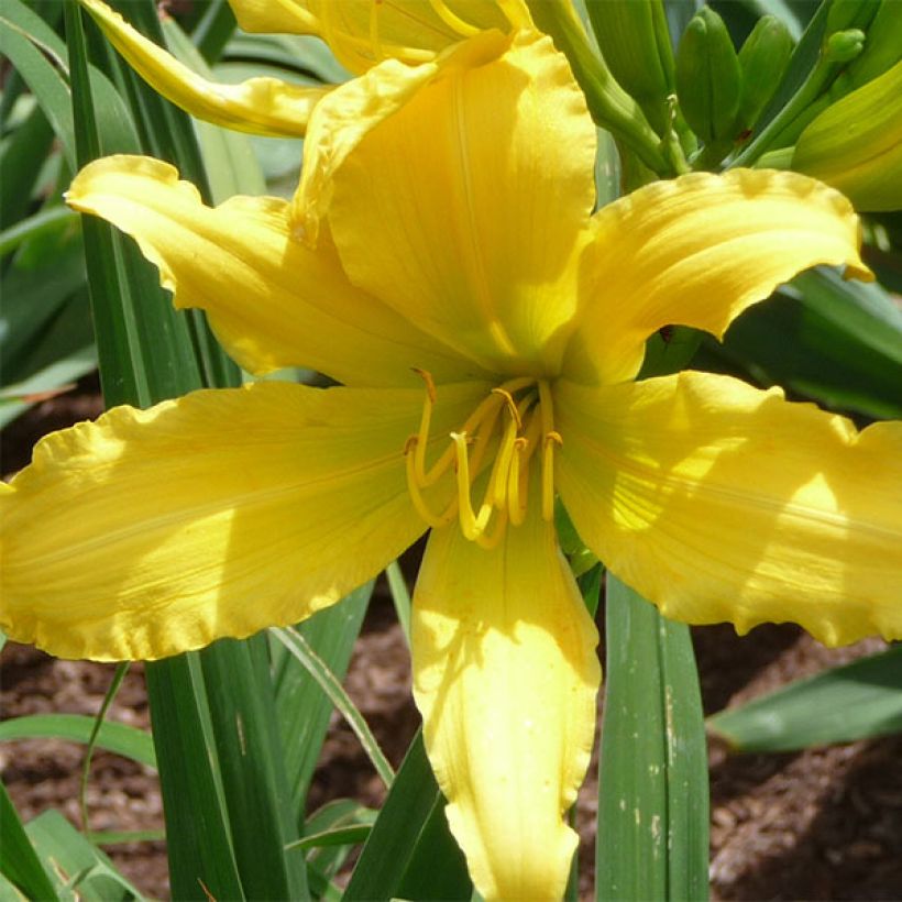 Hemerocallis Green Valley - Daylily (Flowering)