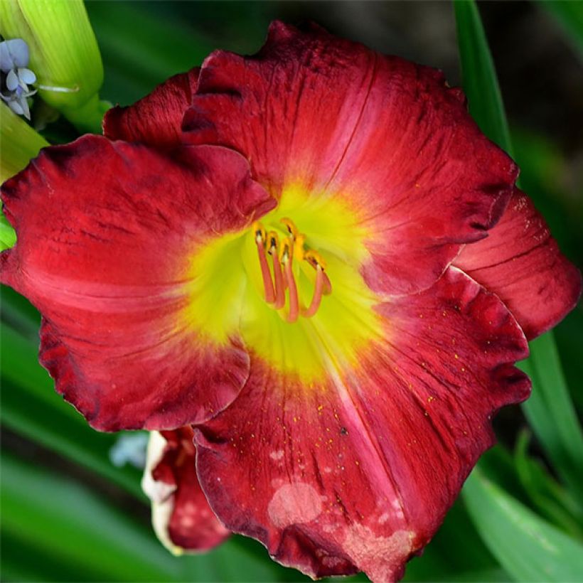 Hemerocallis Hunters Torch - Daylily (Flowering)