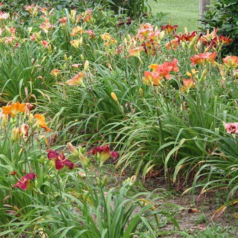 Hemerocallis Hunters Torch - Daylily (Plant habit)