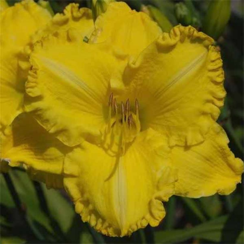 Hemerocallis Isle of Capri - Daylily (Flowering)