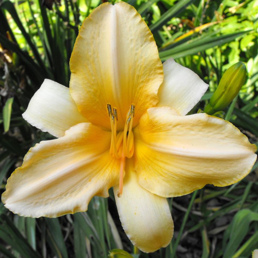 Hemerocallis Ivory Marble - Daylily (Flowering)