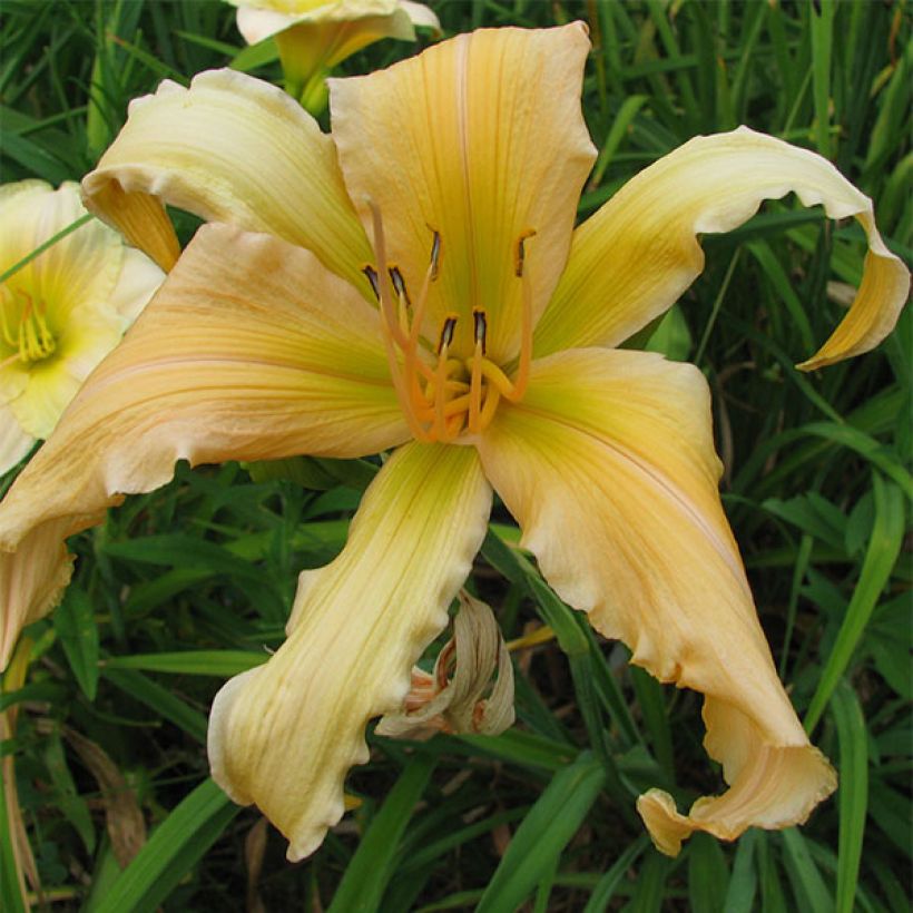 Hemerocallis Jans Twister - Daylily (Flowering)