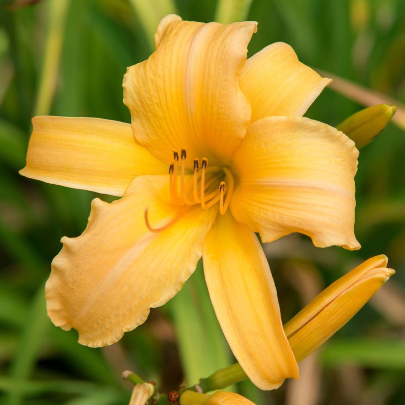 Hemerocallis Judge Orr - Daylily (Flowering)