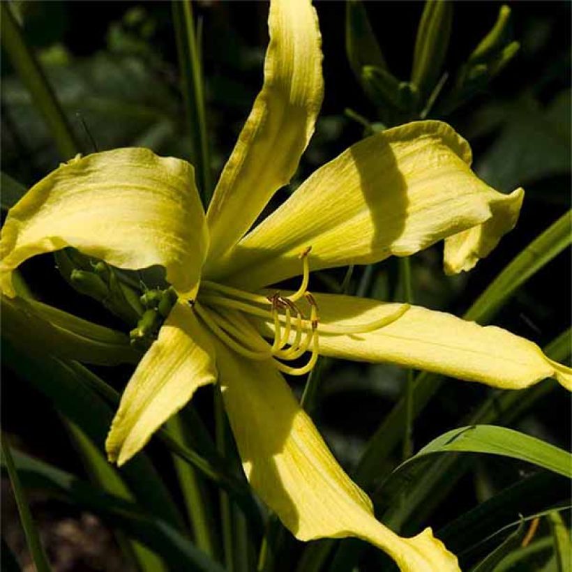 Hemerocallis Lady Fingers - Daylily (Flowering)