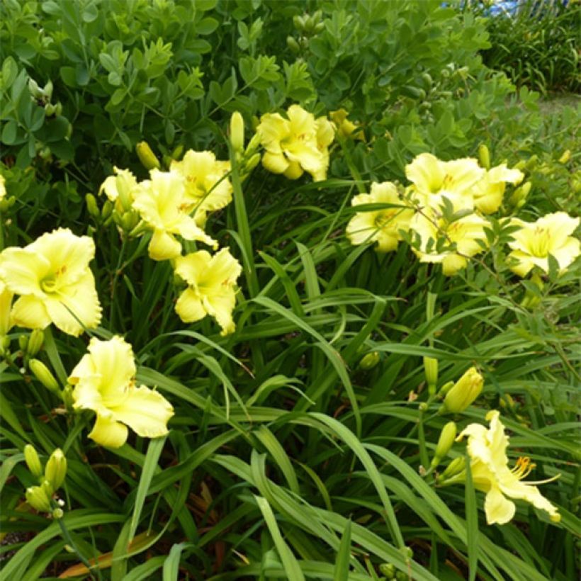 Hemerocallis Lemon Lyric - Daylily (Flowering)