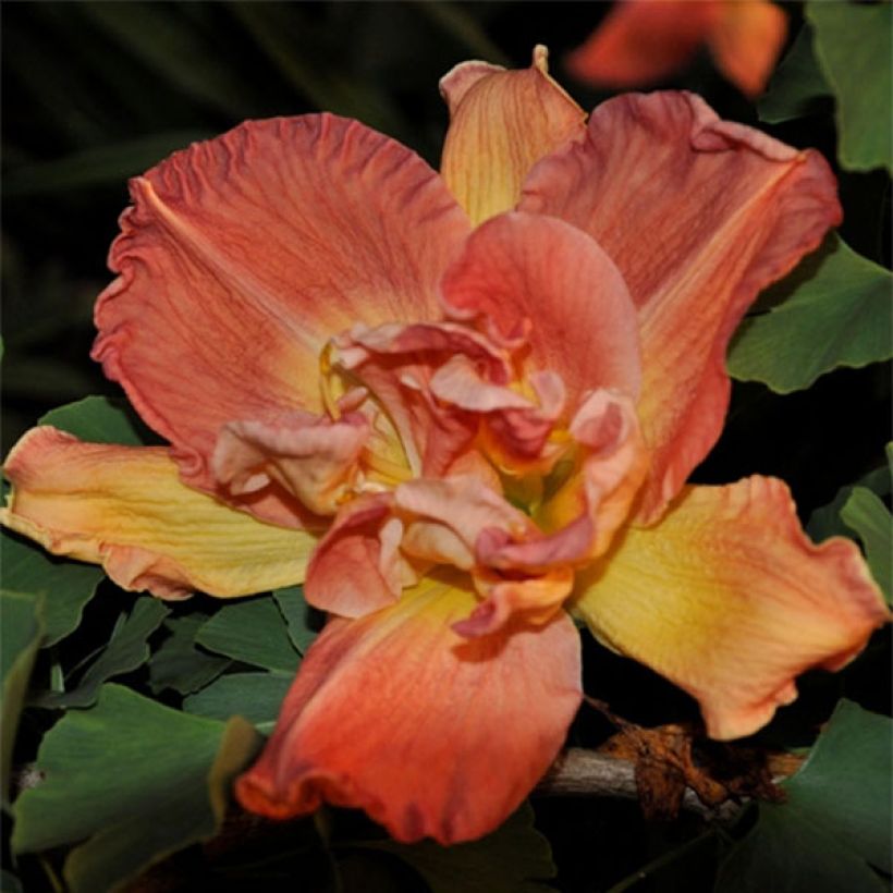 Hemerocallis Longfields Twins - Daylily (Flowering)