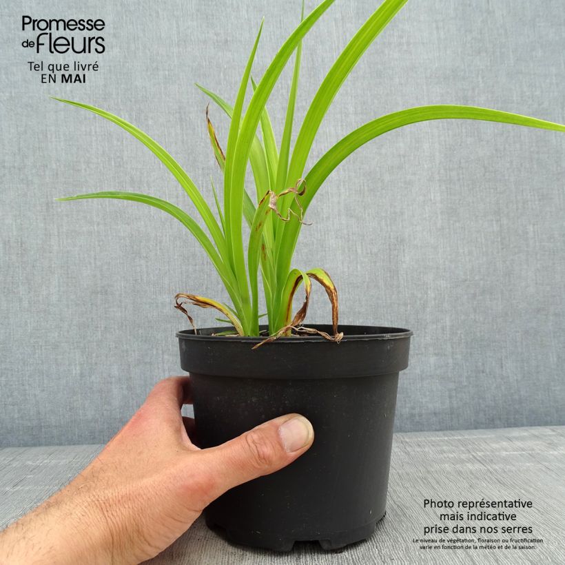 Hemerocallis Mildred Mitchell - Daylily 2L/3L pot sample as delivered in spring