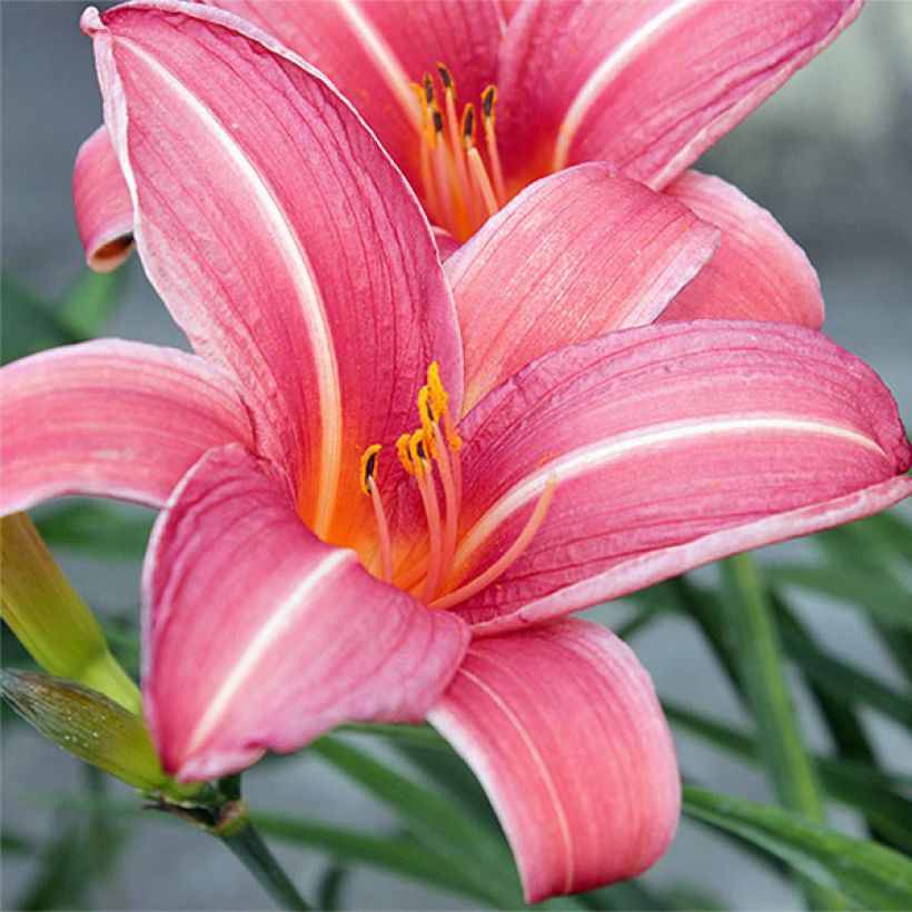 Hemerocallis Neyron Rose - Daylily (Flowering)