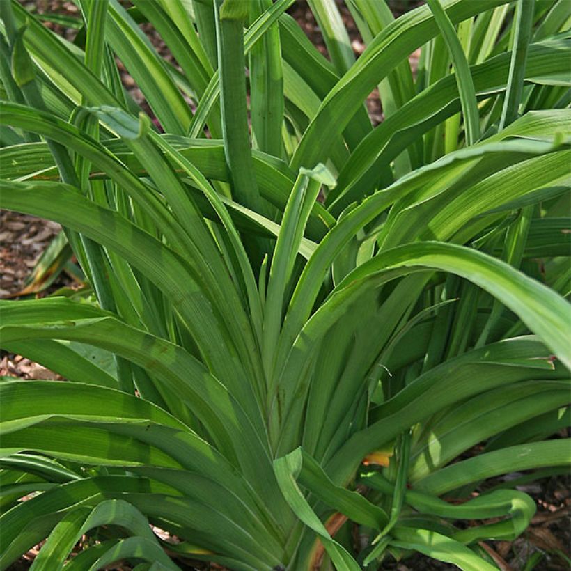 Hemerocallis Soft Cashmere - Daylily (Foliage)