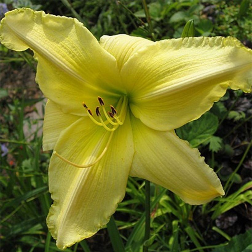 Hemerocallis Soft Cashmere - Daylily (Flowering)