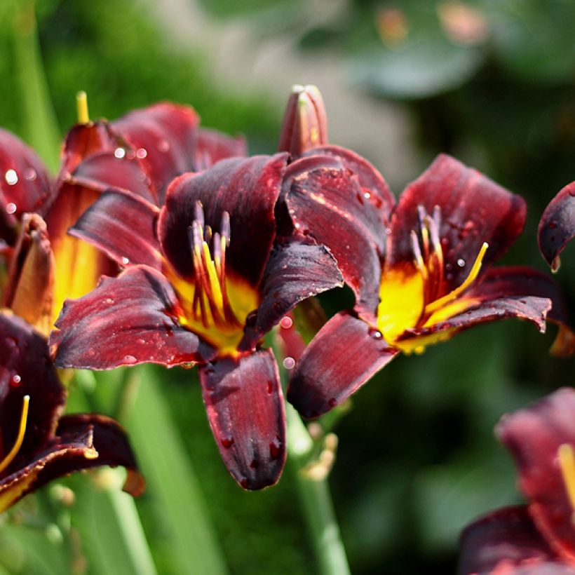 Hemerocallis Starling - Daylily (Flowering)