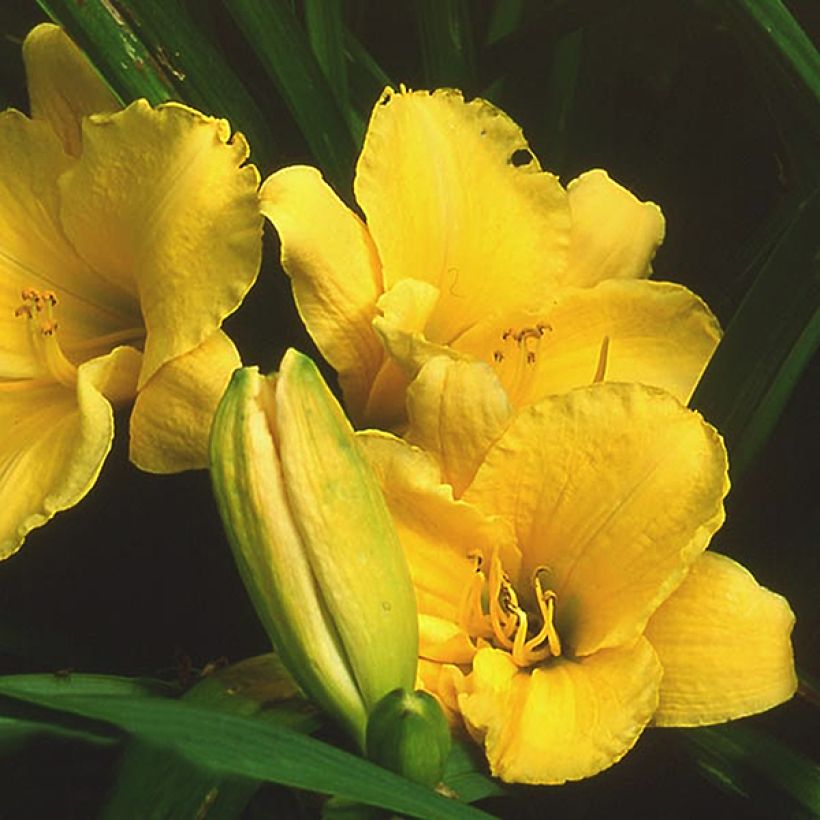 Hemerocallis Suns Eyes - Daylily (Flowering)