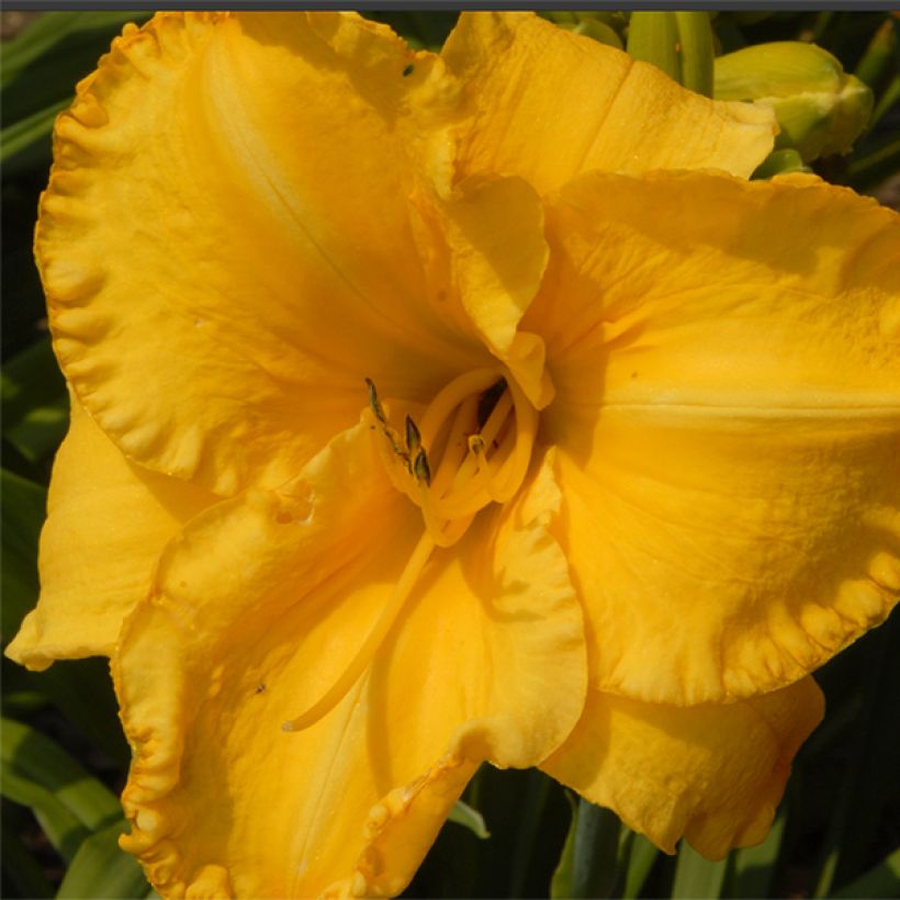 Hemerocallis Victorian Collar - Daylily (Flowering)