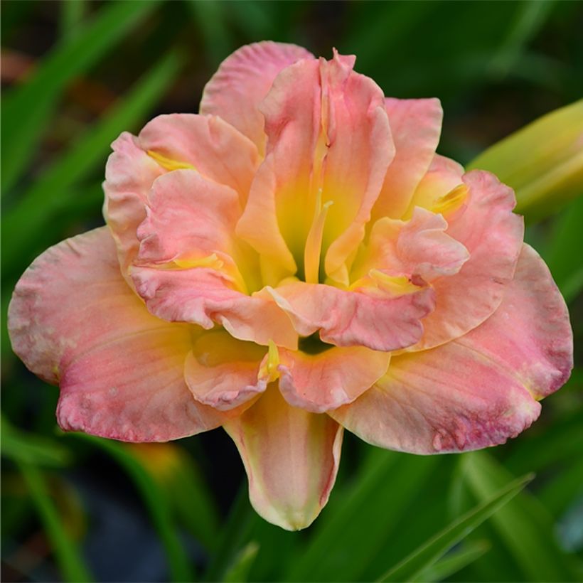 Hemerocallis Lacy Doily - Daylily (Flowering)