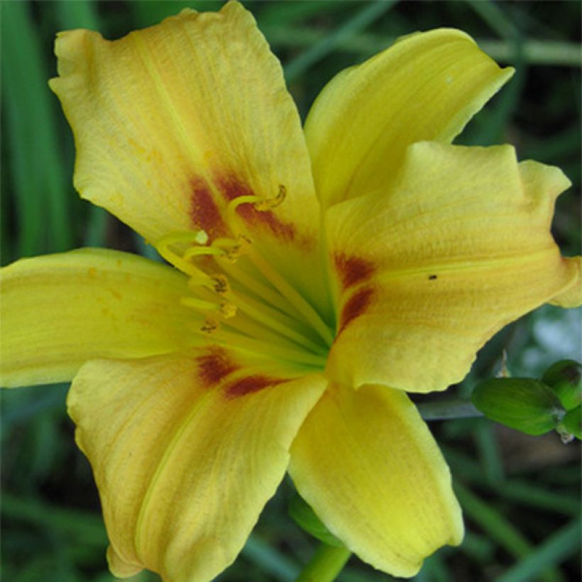 Hemerocallis Pinocchio - Daylily (Flowering)