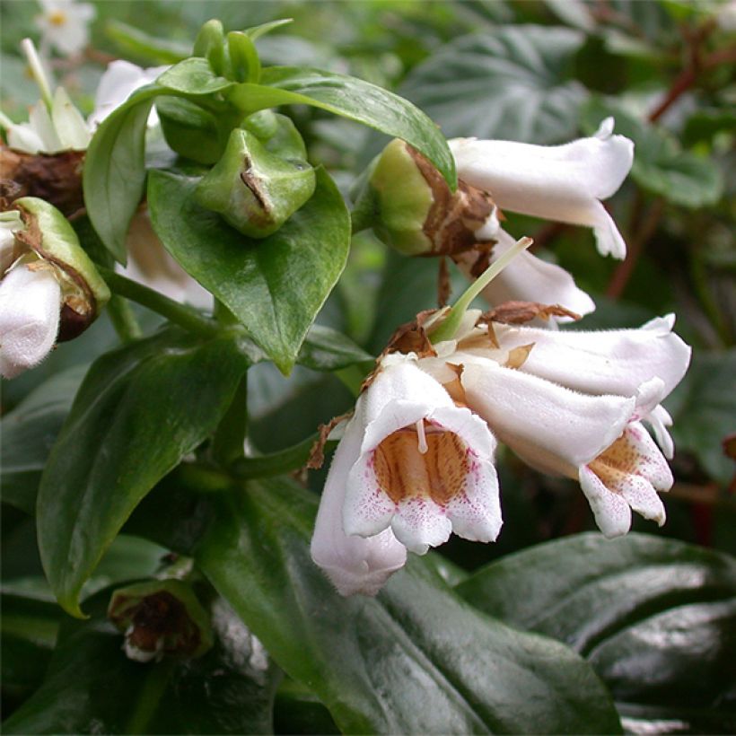 Hemiboea subcapitata (Flowering)