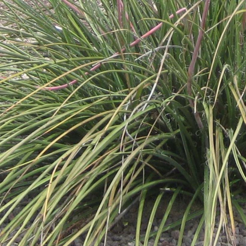 Hesperaloe parviflora Rubra - Red Yucca (Foliage)