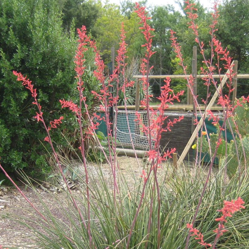 Hesperaloe parviflora Rubra - Red Yucca (Flowering)