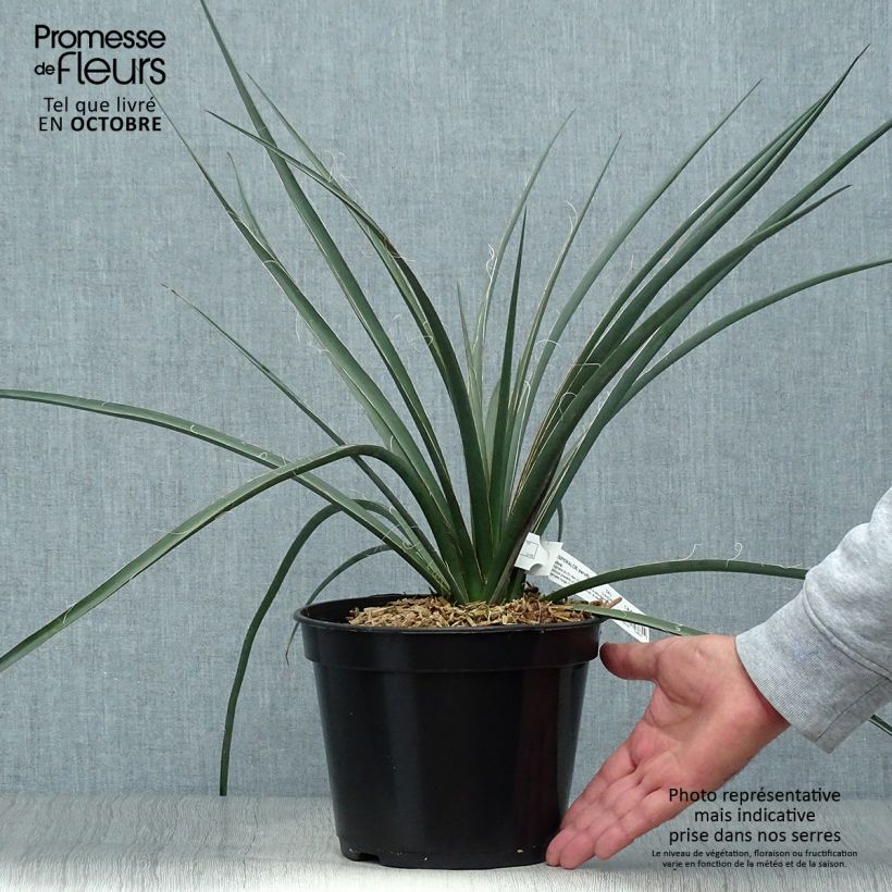 Hesperaloe parviflora Rubra - Yucca Rouge. Pot de 2L/3L sample as delivered in autumn