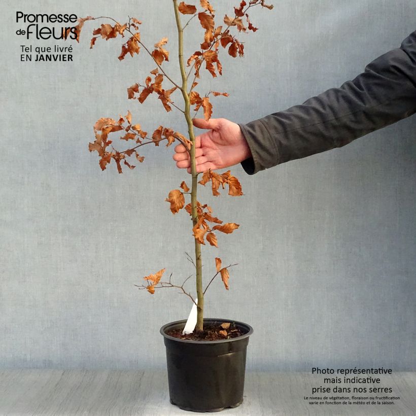 Hêtre commun - Fagus sylvatica en pot de 3L/4L sample as delivered in winter