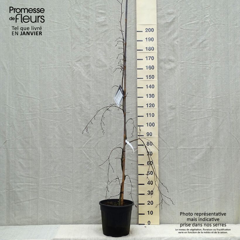 Hêtre pleureur - Fagus sylvatica Pendula en pot de 18L/20L sample as delivered in winter