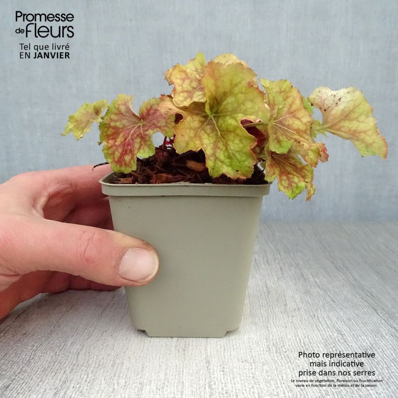 Heuchera Happy Flames - Heuchère Godet de 8/9 cm sample as delivered in winter