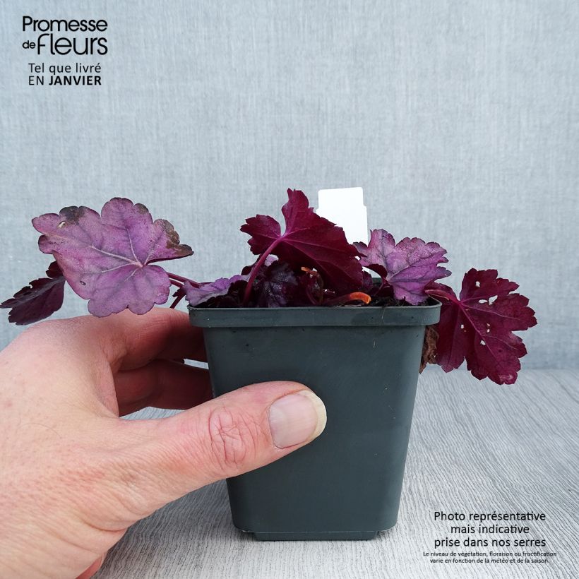 Heuchera Pink Panther - Heuchère Godet de 9cm sample as delivered in winter