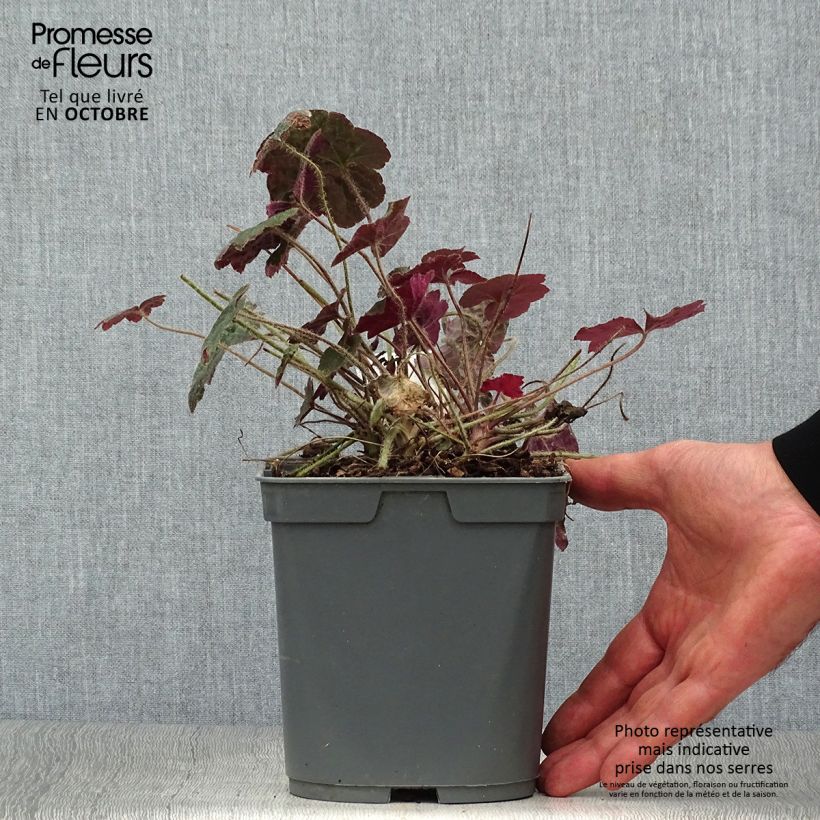 Heuchera micrantha Palace Purple - Heuchère pourpre en pot de 2L/3L sample as delivered in autumn