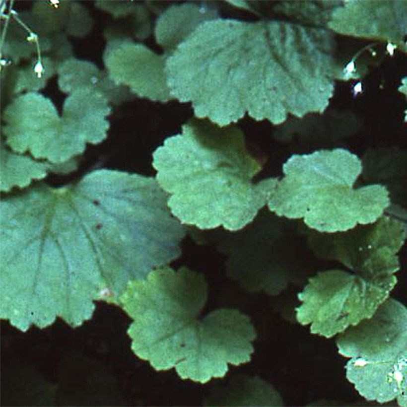 Heuchera parvifolia var. nivalis (Foliage)