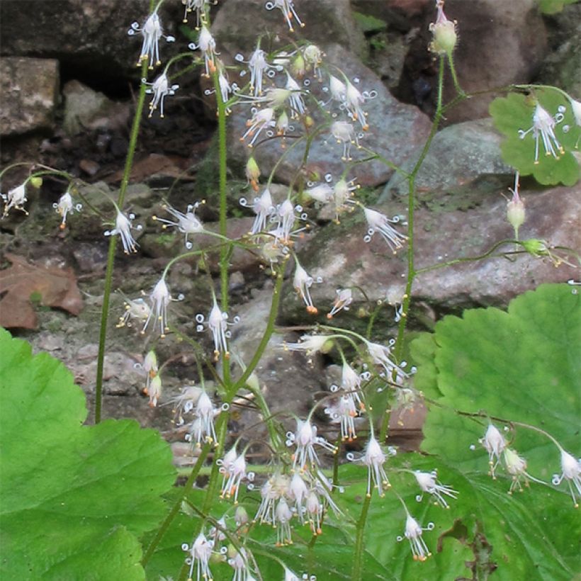 Heuchera parvifolia var. nivalis (Flowering)