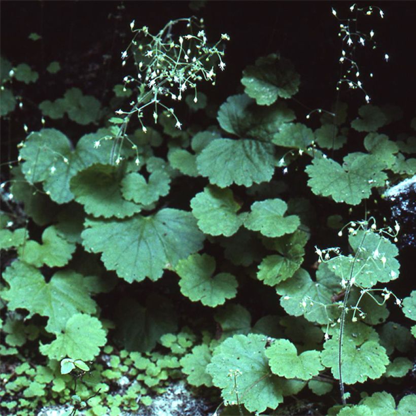 Heuchera parvifolia var. nivalis (Plant habit)