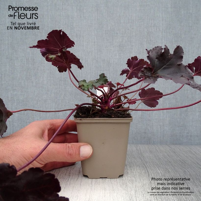 Heuchère - Heuchera Black Pearl en godet de 9 cm sample as delivered in autumn