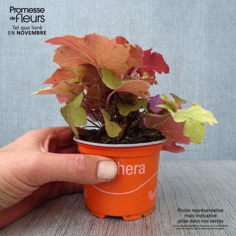 Heuchère - Heuchera Caramel en godet de 9 cm sample as delivered in autumn