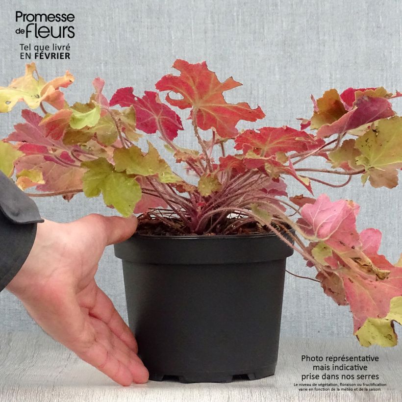 Heuchère - Heuchera Caramel en pot de 2L/3L sample as delivered in winter