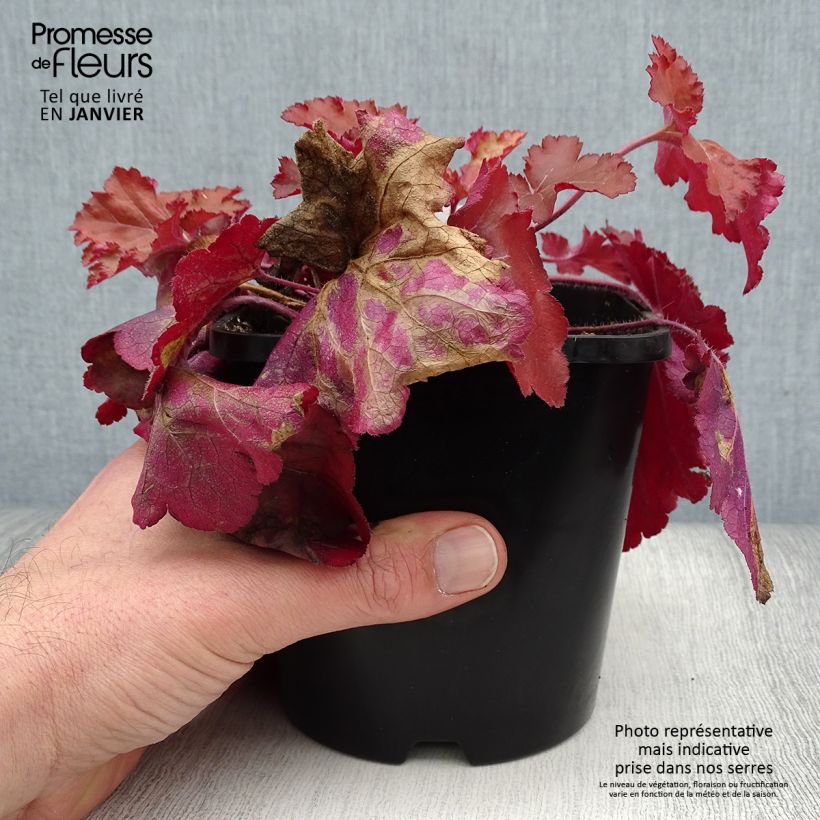 Heuchere - Heuchera Forever Red Pot de 1.5L./2L. sample as delivered in winter