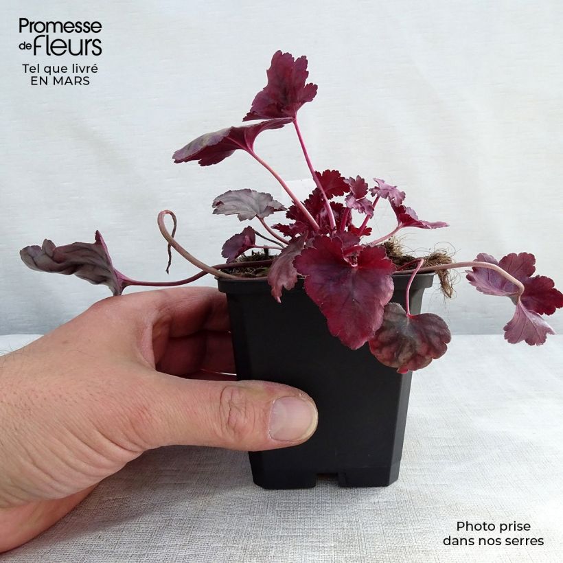 Heuchère - Heuchera Plum Royale Godet de 9cm sample as delivered in winter