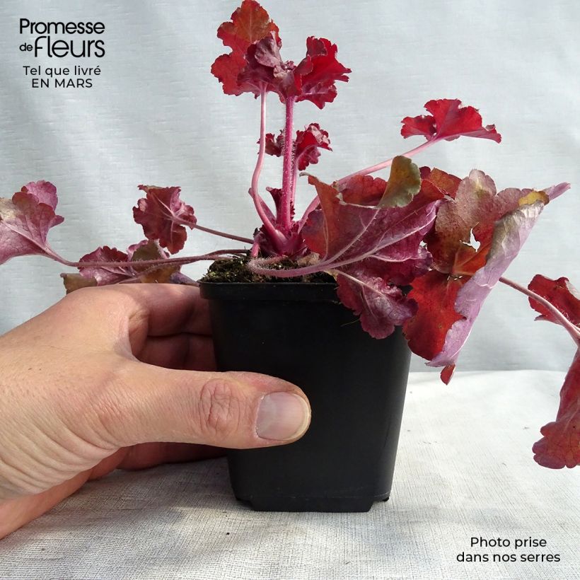 Heuchère - Heuchera Red Sea® Godet de 9cm sample as delivered in winter