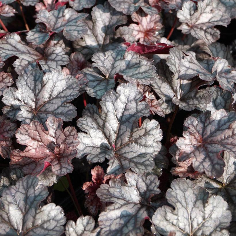 Heuchera Timeless Treasure (Foliage)