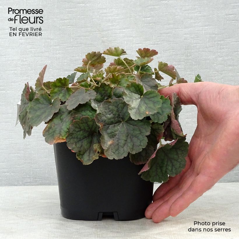 Heuchère rouge sang - Heuchera sanguinea Leuchtkäfer en pot de 2/3 litres sample as delivered in winter