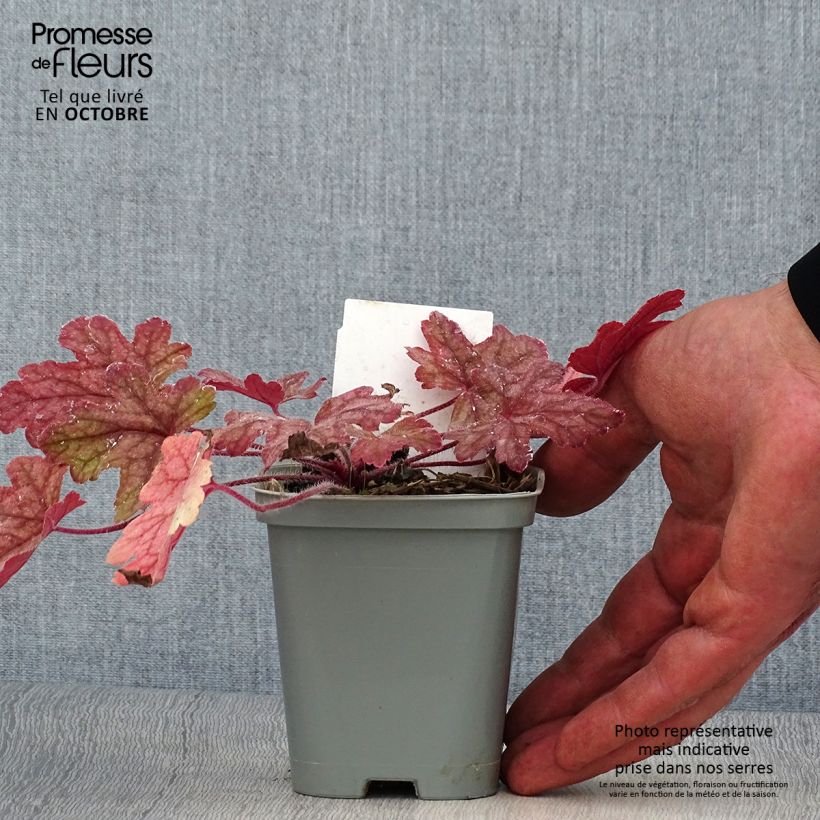 Heucherella Alabama sunrise Godet de 9cm sample as delivered in autumn