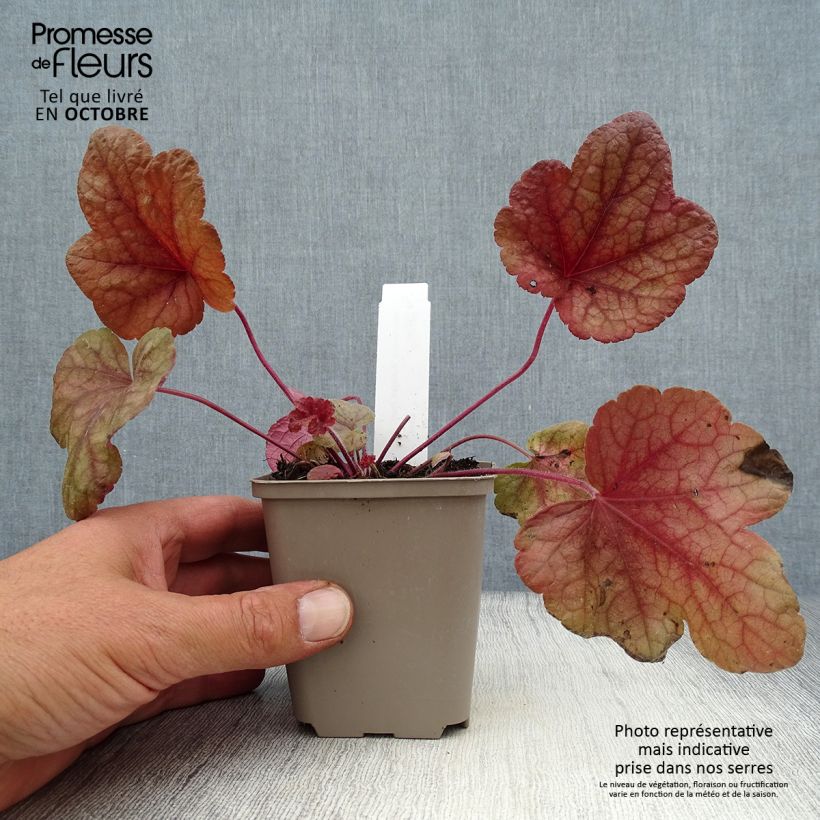 Heucherella Buttered Rum Godet de 9cm sample as delivered in autumn