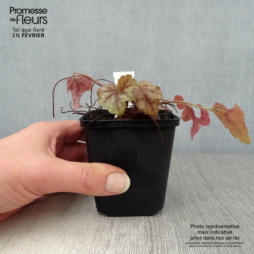 Heucherella Copper Cascade Godet de 9cm sample as delivered in winter