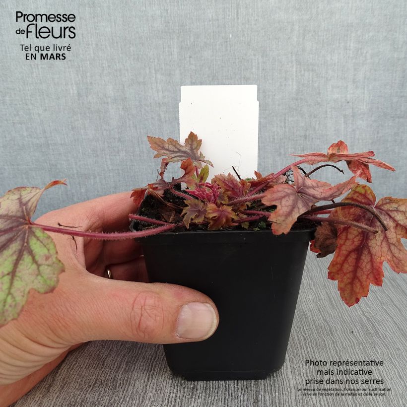 Heucherella Eye Spy Godet de 8/9 cm sample as delivered in winter