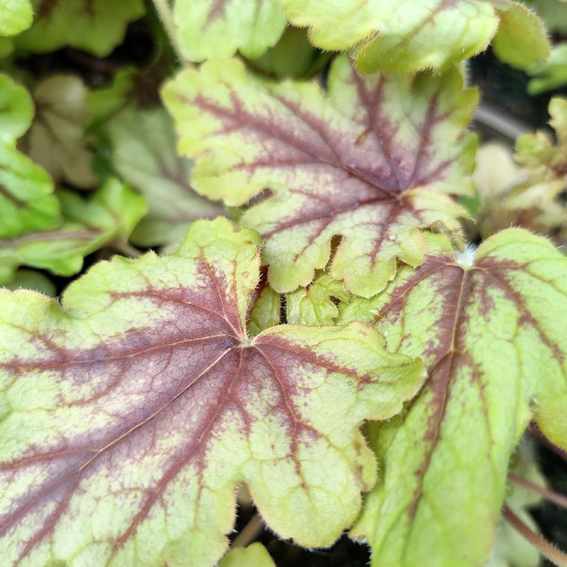 Heucherella Eye Spy (Foliage)