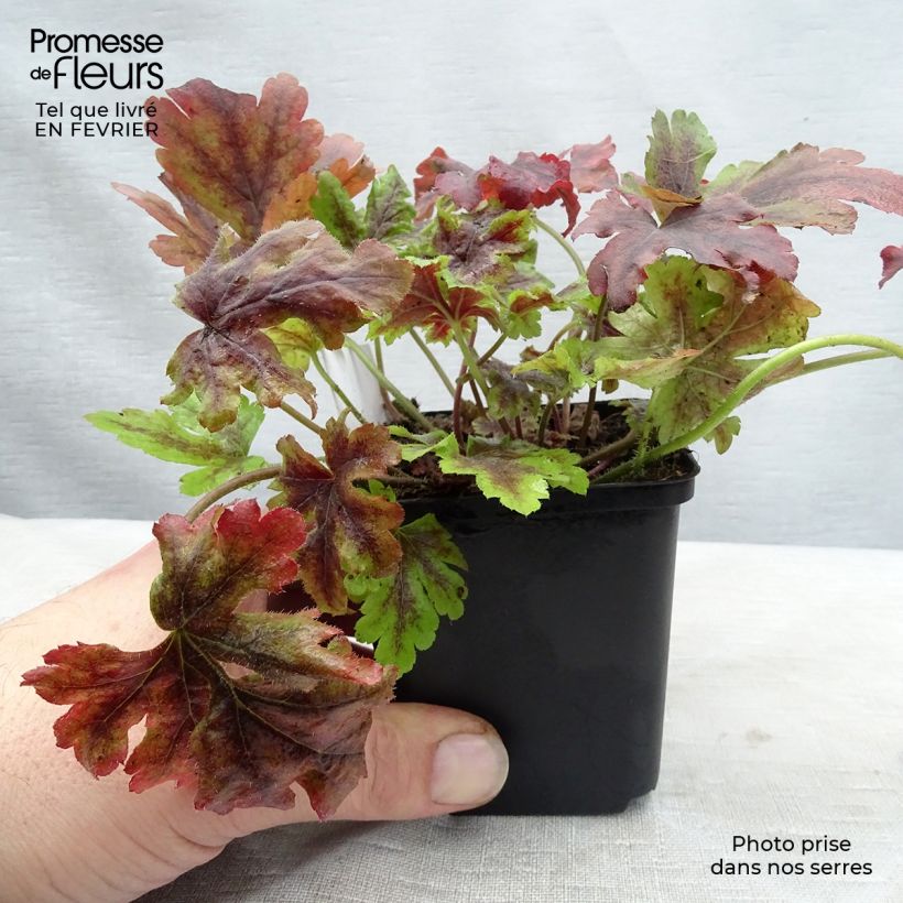 Heucherella Golden Zebra Godet de 9cm sample as delivered in winter