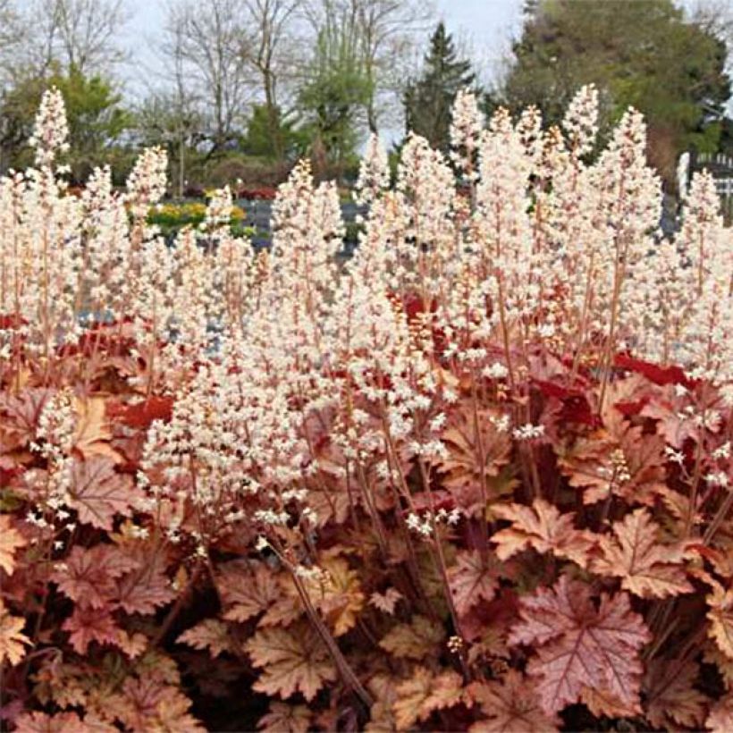 Heucherella Honey Rose (Flowering)