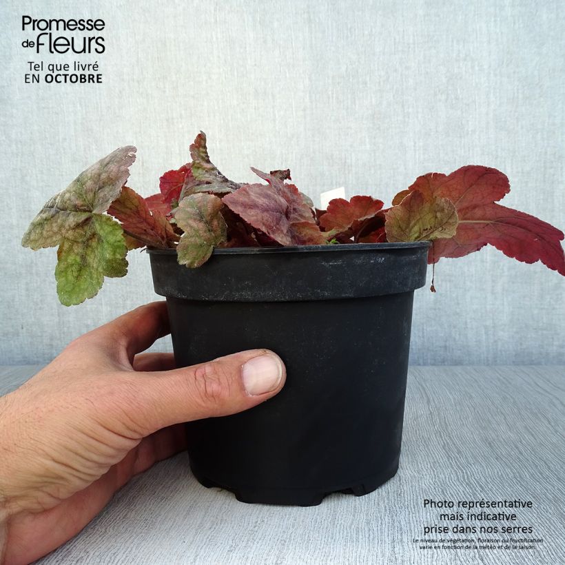 Heucherella Redstone Fall en pot de 2L/3L sample as delivered in autumn