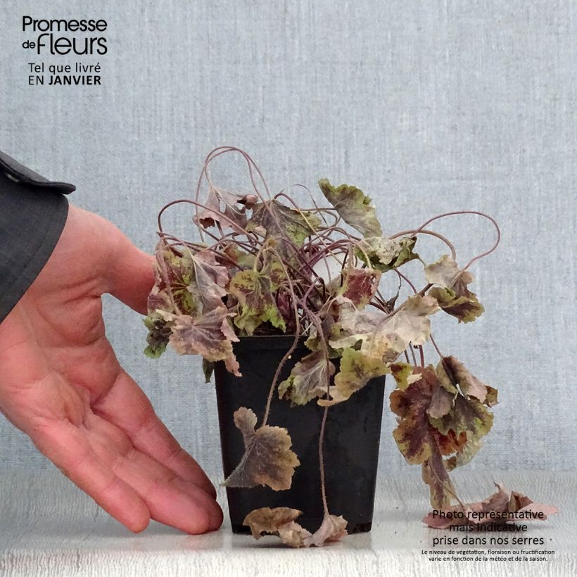 Heucherella Solar Power Godet de 9cm sample as delivered in winter