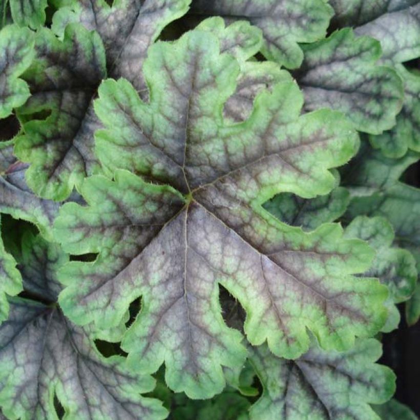 Heucherella Tapestry (Foliage)